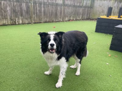 Brodie | Collie (Border) | Loughborough - 5