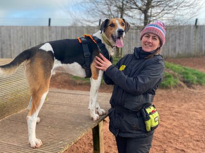 Harrier hound hot sale rescue