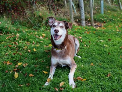 Amigo, a 13 years old male Lurcher X available for adoption from Dogs Trust in County Durham