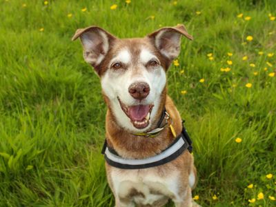 Amigo, a 13 years old male Lurcher available for adoption from Dogs Trust in County Durham