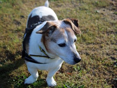 Patsy, a 13 years old female Jack Russell Terrier available for adoption from Dogs Trust in Merseyside