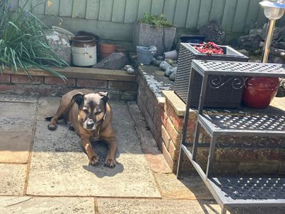 Lilly | Crossbreed | Salisbury (Wiltshire) - 5