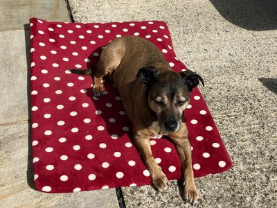 Lilly | Crossbreed | Salisbury (Wiltshire) - 3