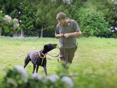 Domino | Lurcher Cross | Leeds - 3