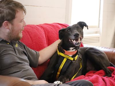 Domino | Lurcher Cross | Leeds - 3