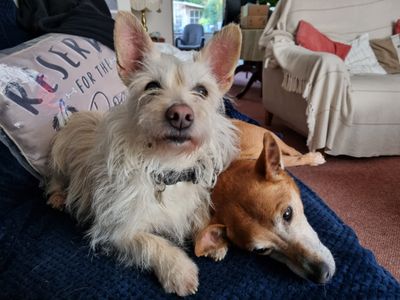 Lily | Crossbreed | Newbury (Berkshire) - 3
