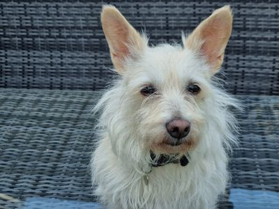 Lily | Crossbreed | Newbury (Berkshire) - 1