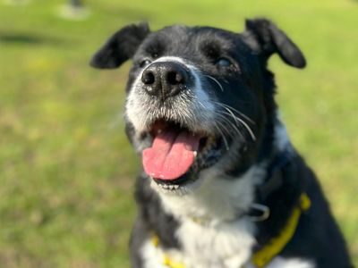 Melon | Collie (Border) | Canterbury - 2