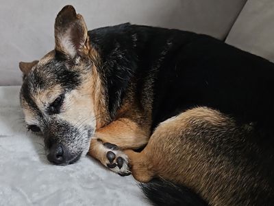 Minty | Chihuahua (Smooth Coat) Cross | Newbury (Berkshire) - 2