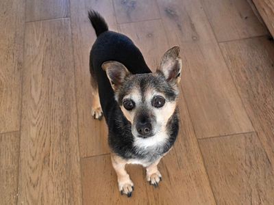 Minty | Chihuahua (Smooth Coat) Cross | Newbury (Berkshire) - 3