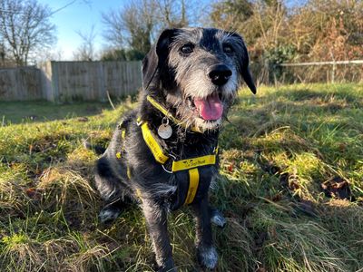 Darcy | Terrier (Patterdale) Cross | Snetterton (Norfolk) - 5