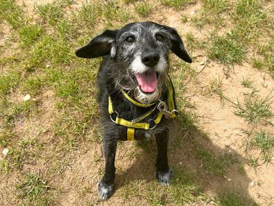 Darcy | Terrier (Patterdale) Cross | Snetterton (Norfolk) - 3