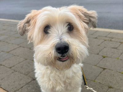 Coco | Shih Tzu Cross | Ballymena (Northern Ireland) - 2