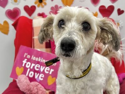 Coco | Shih Tzu Cross | Ballymena (Northern Ireland) - 3