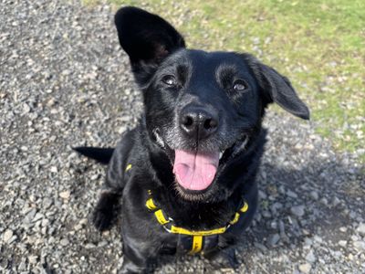 Roxie, a 9 years old female Jack Russell Terrier X available for adoption from Dogs Trust in Northern Ireland