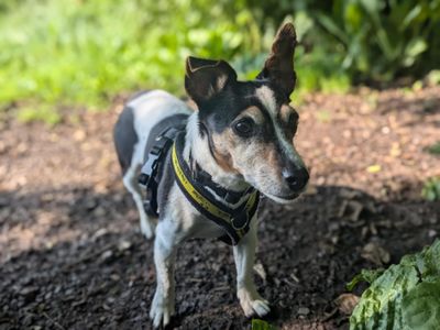 Fizz | Terrier (Jack Russell) | Bridgend (Wales) - 3