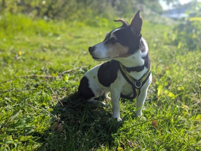 Fizz | Terrier (Jack Russell) | Bridgend (Wales) - 2
