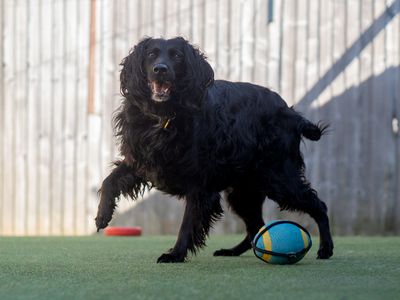 Ava | Crossbreed | Kenilworth (West Midlands) - 3