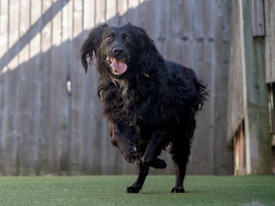 Ava | Crossbreed | Kenilworth (West Midlands) - 5