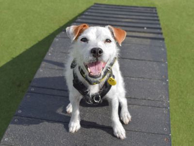 Sophie | Terrier (Jack Russell) Cross | Harefield West London - 5
