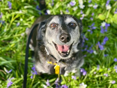 Betty | Retriever (Labrador) Cross | Canterbury - 3