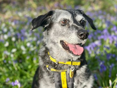 Betty | Retriever (Labrador) Cross | Canterbury - 5