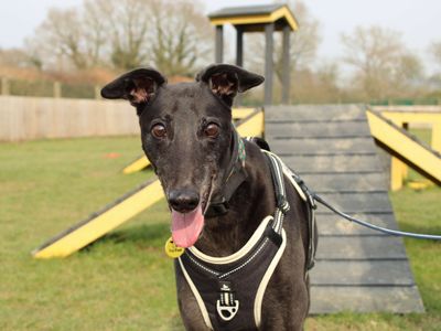 Grandpa Ben | Greyhound | Newbury (Berkshire) - 2