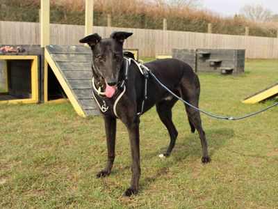 Ben | Greyhound | Newbury (Berkshire) - 5