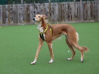 Lizzie Longlegs | Saluki Cross | West Calder (Edinburgh) - 4
