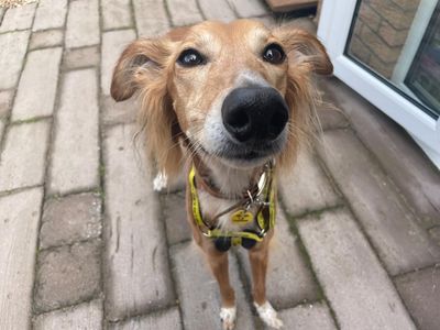 Lizzie Longlegs | Saluki Cross | West Calder (Edinburgh) - 4