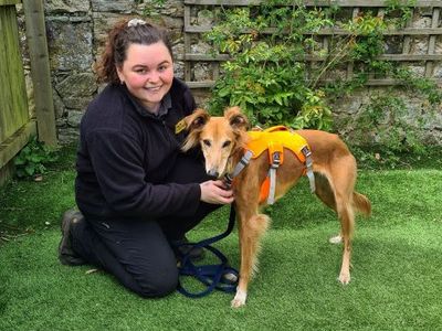 Lizzie Longlegs | Saluki Cross | West Calder (Edinburgh) - 2