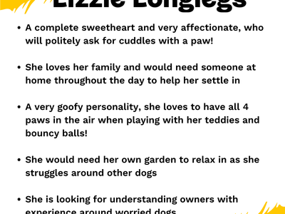 Lizzie Longlegs | Saluki Cross | West Calder (Edinburgh) - 2