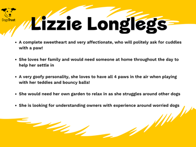Lizzie Longlegs | Saluki Cross | West Calder (Edinburgh) - 2