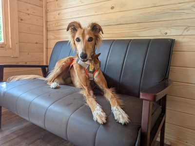 Lizzie Longlegs | Saluki Cross | West Calder (Edinburgh) - 2