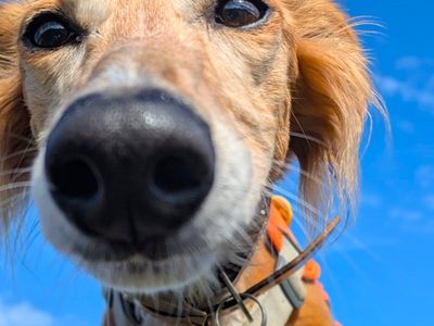 Lizzie Longlegs | Saluki Cross | West Calder (Edinburgh) - 4