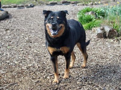 Sam | Crossbreed | Merseyside (Liverpool) - 5