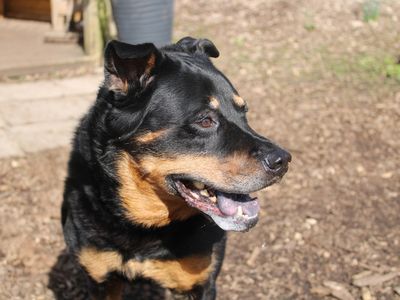 Sam | Crossbreed | Merseyside (Liverpool) - 3