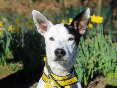 Patches | Crossbreed | Merseyside (Liverpool) - 1