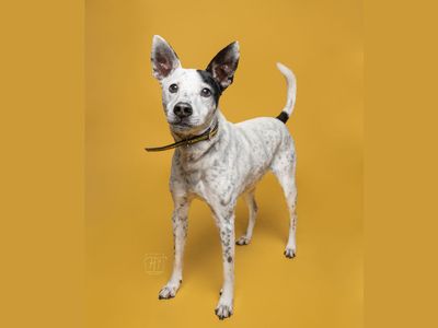 Patches | Crossbreed | Merseyside (Liverpool) - 2