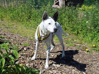 Patches | Crossbreed | Merseyside (Liverpool) - 4