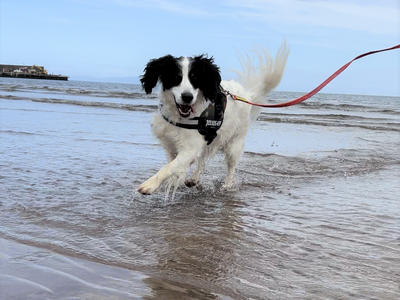 Zebedee | Crossbreed | Ballymena (Northern Ireland) - 3