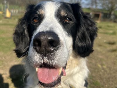 Zebedee | Crossbreed | Ballymena (Northern Ireland) - 5