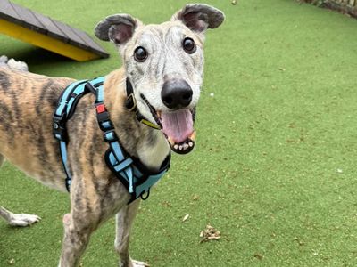 Mickey | Greyhound | Canterbury - 2