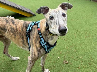 Mickey | Greyhound | Canterbury - 3