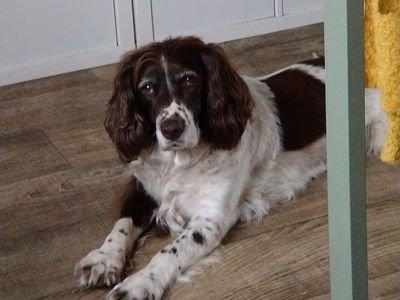 Elsie | Crossbreed | Darlington - 3