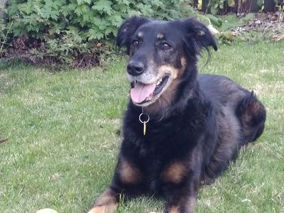 Elsie | Crossbreed | Darlington - 5