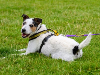 Fidget | Crossbreed | Cardiff - 5