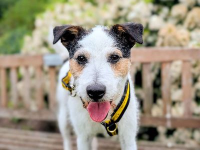 Fidget | Crossbreed | Cardiff - 3