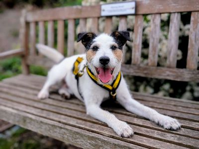 Fidget | Crossbreed | Cardiff - 5