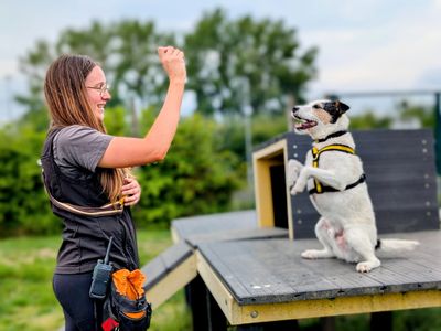 Fidget | Crossbreed | Cardiff - 3